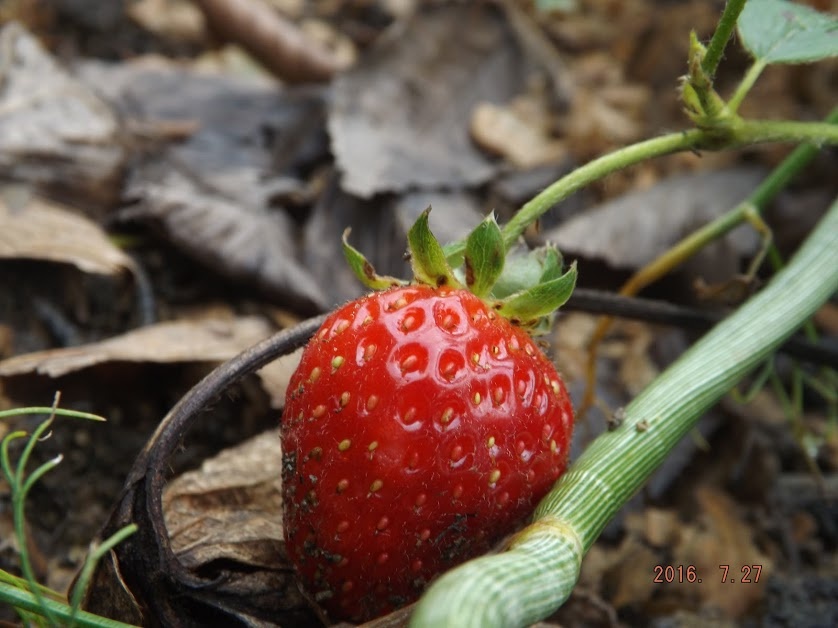 Клубника, она растет в Сочи большая, вкусная, эту я сфотал прямо на грядке.