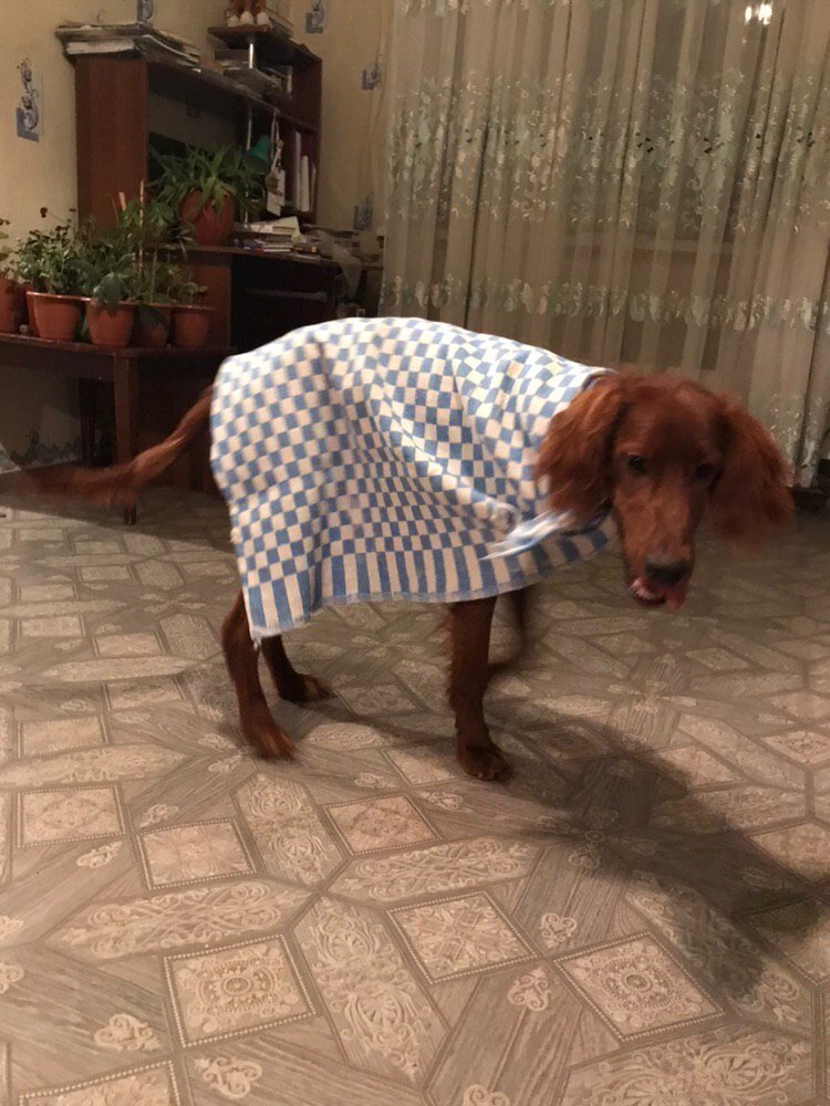 наш ирландский сеттер