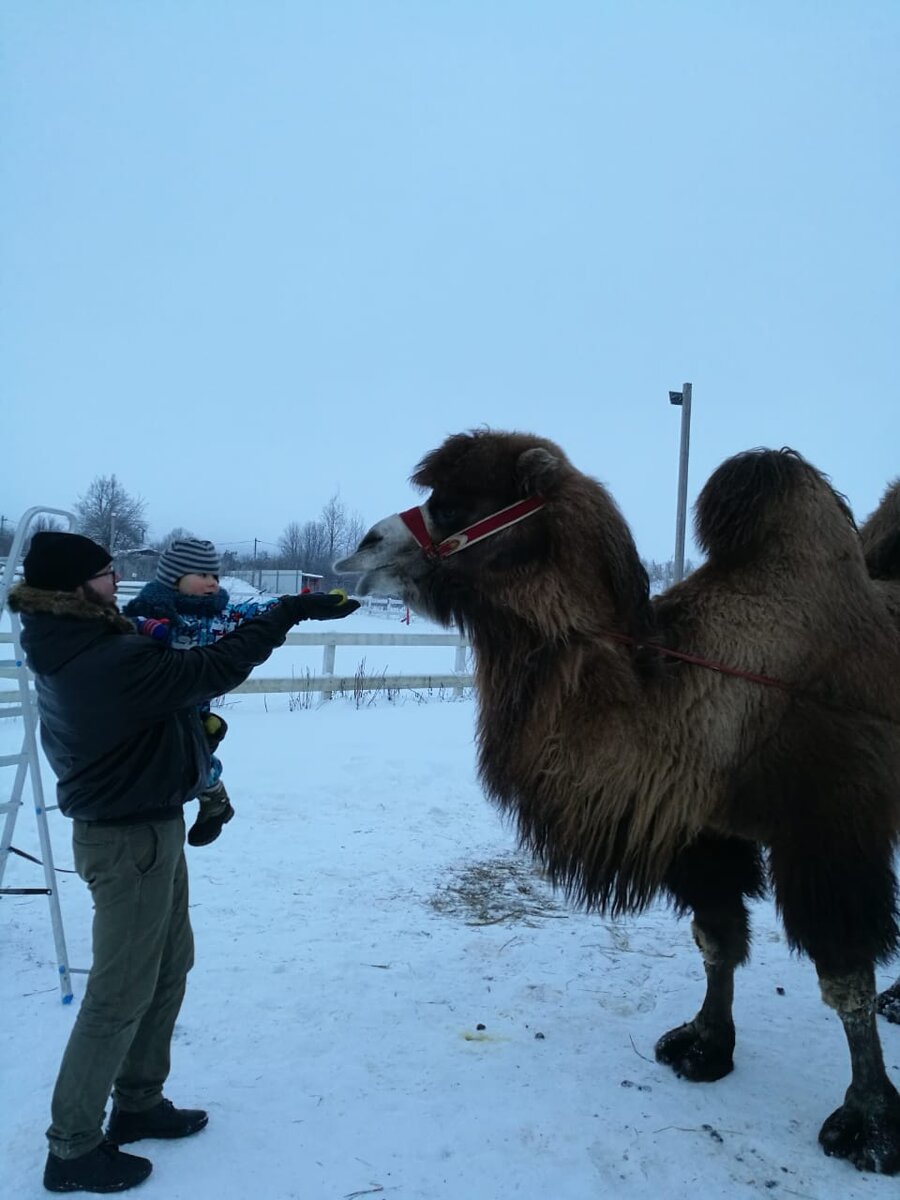 Нашли верблюда, кормим