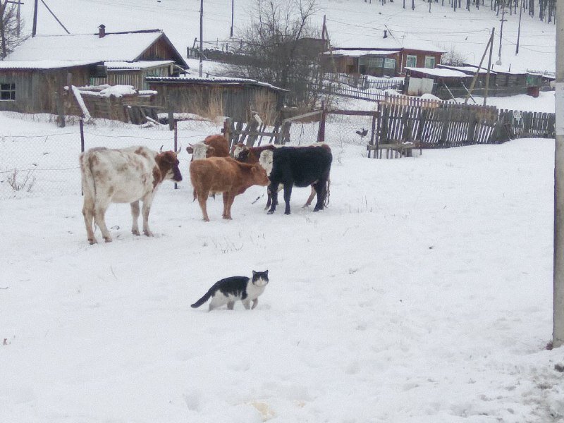 Сельские жители