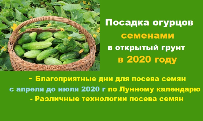 Посадка огурцов в открытый грунт семенами в 2020 году: благоприятные лунныедни посадки и способы посева