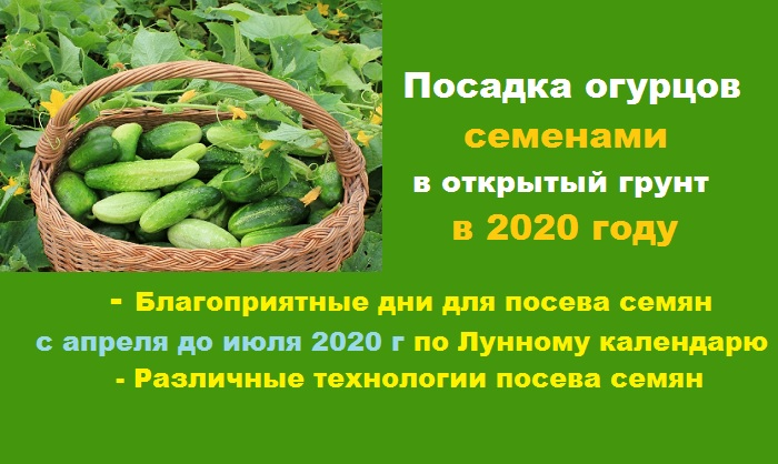 Посадочные дни огурцов на рассаду. Благоприятные для посадки огурцов. Огурцы благоприятные дни для посадки. Дни посадки огурцов. Семена огурцов для посадки.