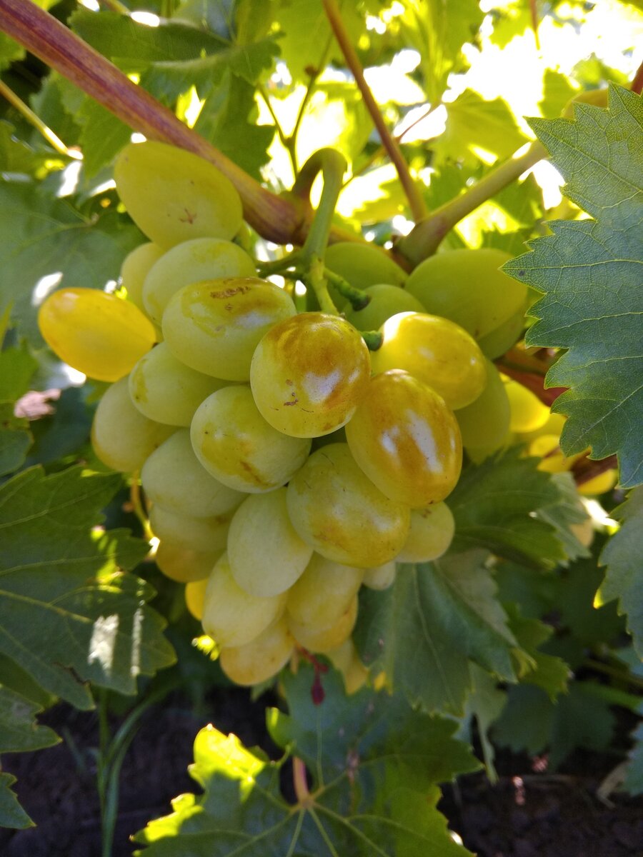 Не самая большая гроздь, но здесь хорошо видно, как прожарились на солнце Ахиллесовы бока