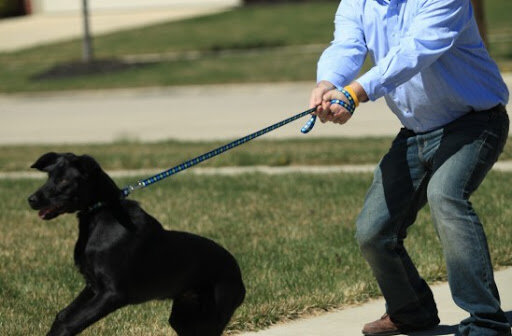  Существует много техник, как отучить собаку тянуть поводок. Однако для владельцев это остается актуальной проблемой. Та или иная тактика не работает, у владельцев не хватает терпения и  в конце концов приходит смирение и принятие. И хозяевам приходится просто терпеть прогулки, а не наслаждаться ими.