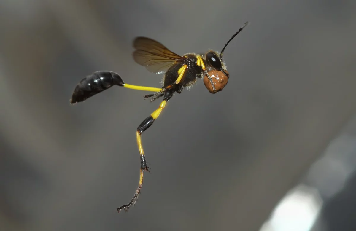 Пелопей. Оса пелопей кокон. Оса пелопей гнездо. Mud Dauber Оса.