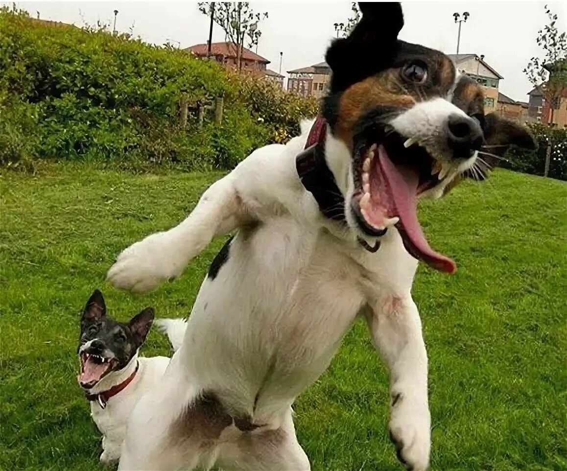 Я дурак,а я больше!