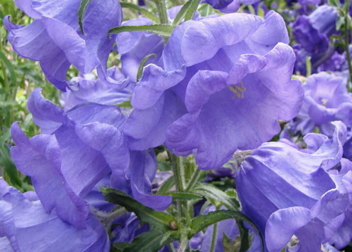 Колокольчик средний – Campanula Medium