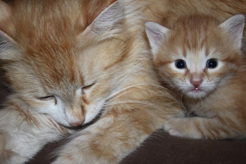 А это уже взрослая Васька со своим котёнком - таким же рыжим и любопытным!