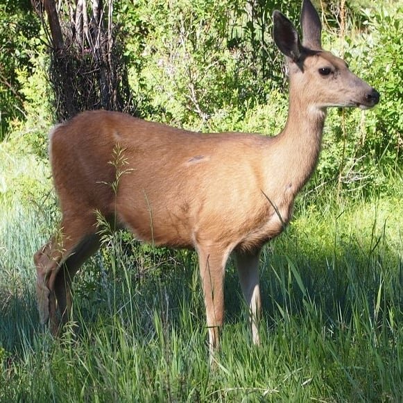 Опять олень