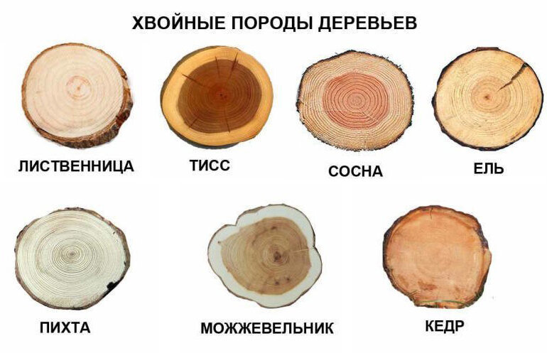 Строение спила дерева рисунок