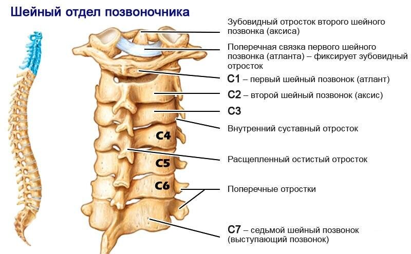 Упражнения на рабочем месте для борьбы с гипертонией и проблемами кровообращения головного мозга.