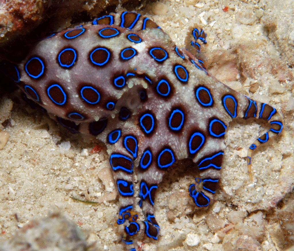 М морские обитатели. Синекольчатый осьминог. Сине кольчетый осм5ног. Семиколъчетый осменок. Синекольчольчатый осьминог.