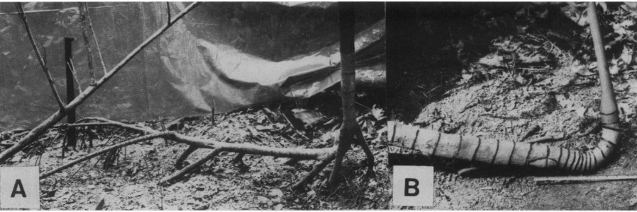 «Ходячие» пальмы (поперечные полосы — следы от листьев)

John H. Bodley and Foley C. Benson / Biotropica, 1980