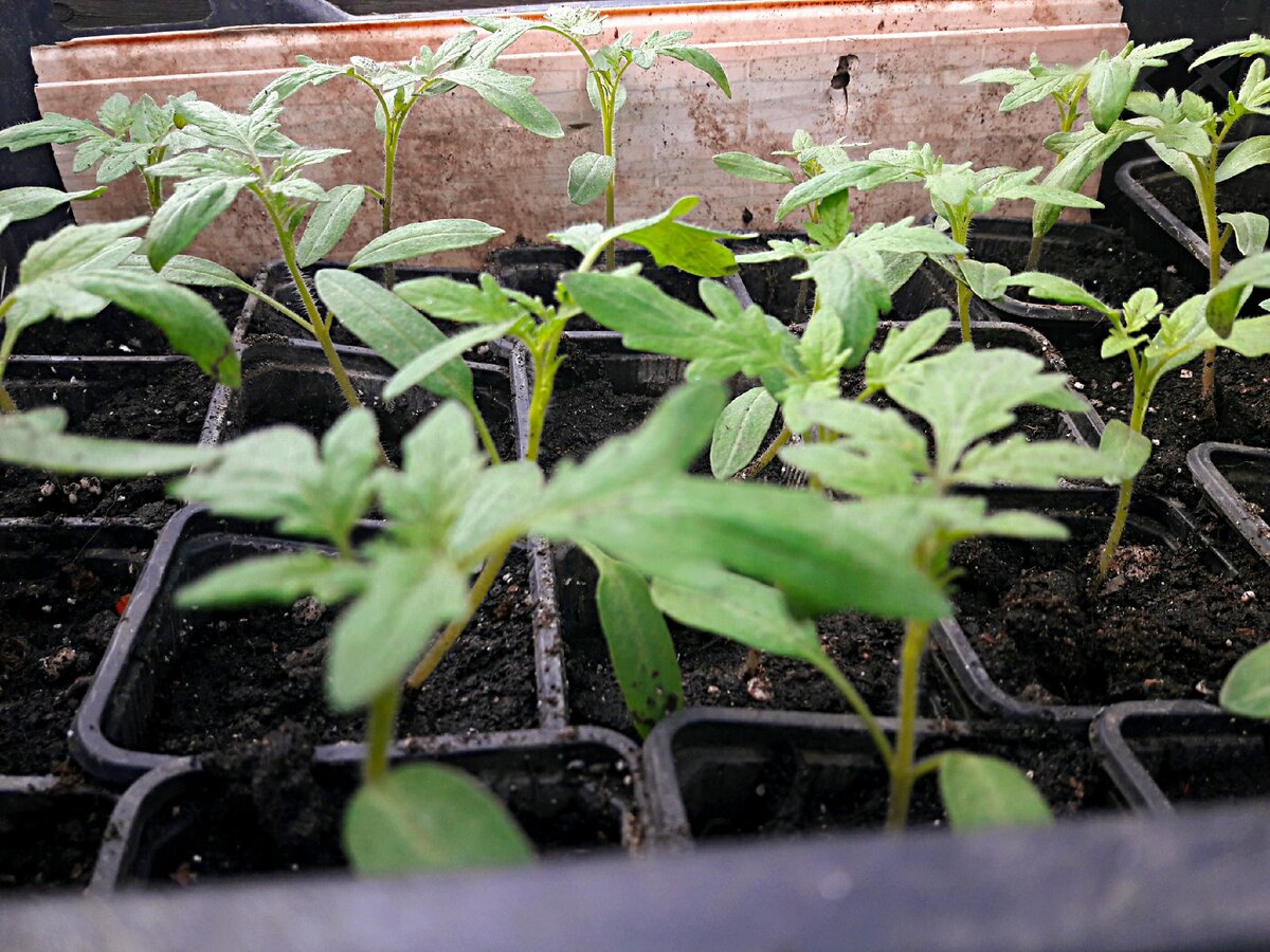 Рассада томатов.