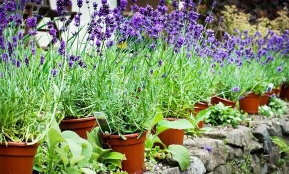 Фото-иллюстрация из открытого доступа. Лаванда