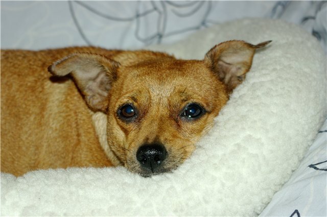 Фото: http://pesikot.org/forum/index.php?showtopic=121554&st=0&gopid=3935752&