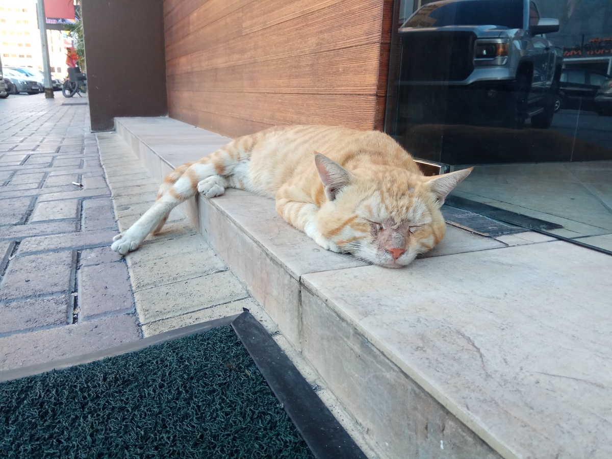 В интернете никто не знает, что ты - кот