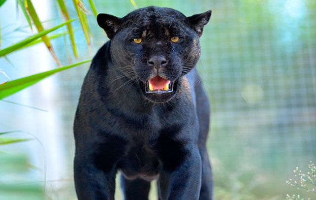 http://www.interestingfunfacts.com/amazing-facts-about-black-panther.html