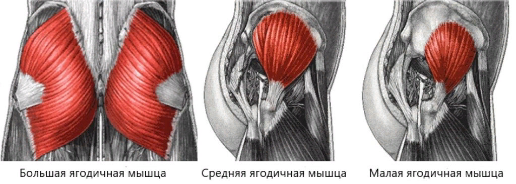 Все мышцы находятся друг под другом( Средняя мышца под большой, маленькая под средней)
