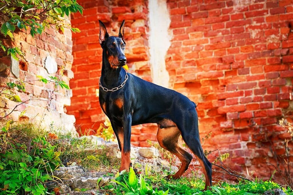 Фото взято из открытого источника.