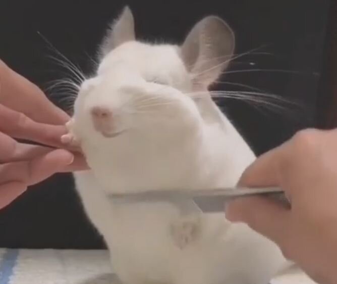 А этот любимчик наверняка хочет, чтоб его расчесывали всю жизнь…