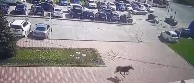 Кто напугался тогда сильнее - лесные гости людей или люди животных - история умалчивает 