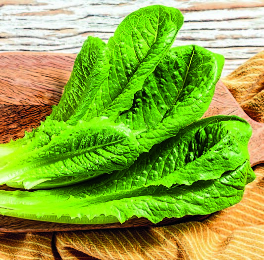 Как вырастить листовой салат в открытом грунте?