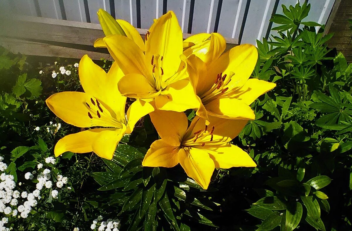 Лилия 'Golden Tycoon'  ( LA - гибрид). Фото автора.