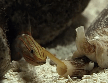 Чтобы вы понимали, с какой скоростью моллюск делает свой смертоносный удар. 