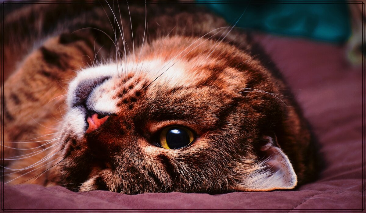 К чему снится кошка: есть ли у такого сна позитивные значения? | Журнал gkhyarovoe.ru | Дзен