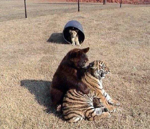 Именно их 😸