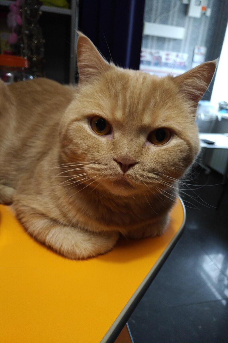 Встречает клиентов на регистратуре ;)