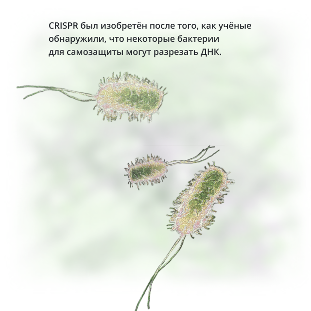 Бактерии использую CRISPR для защиты от вирусов-бактериофагов и плазмид (листайте вправо).