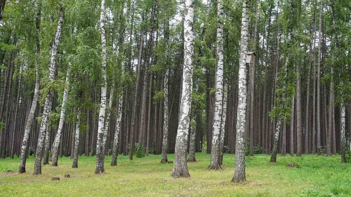 Центр лес великий новгород. Русский лес Новомосковск. Лесная Великий Новгород. Forest in Uzbekistan.