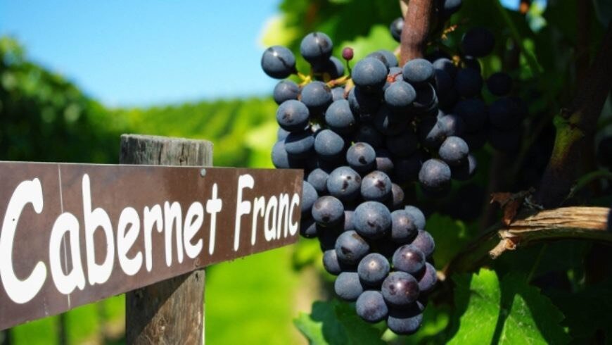 Cabernet Franc