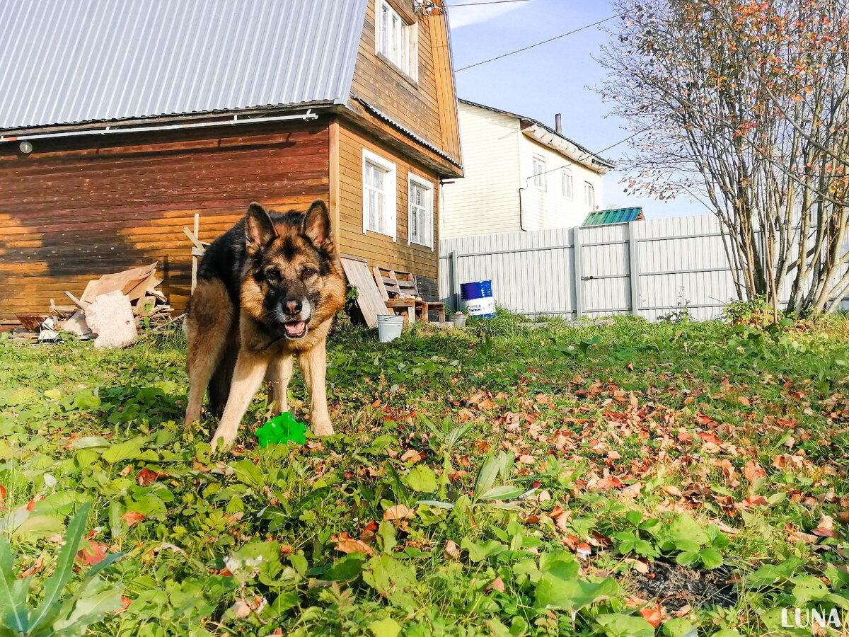 Пес обычно со мной на дачу ездит