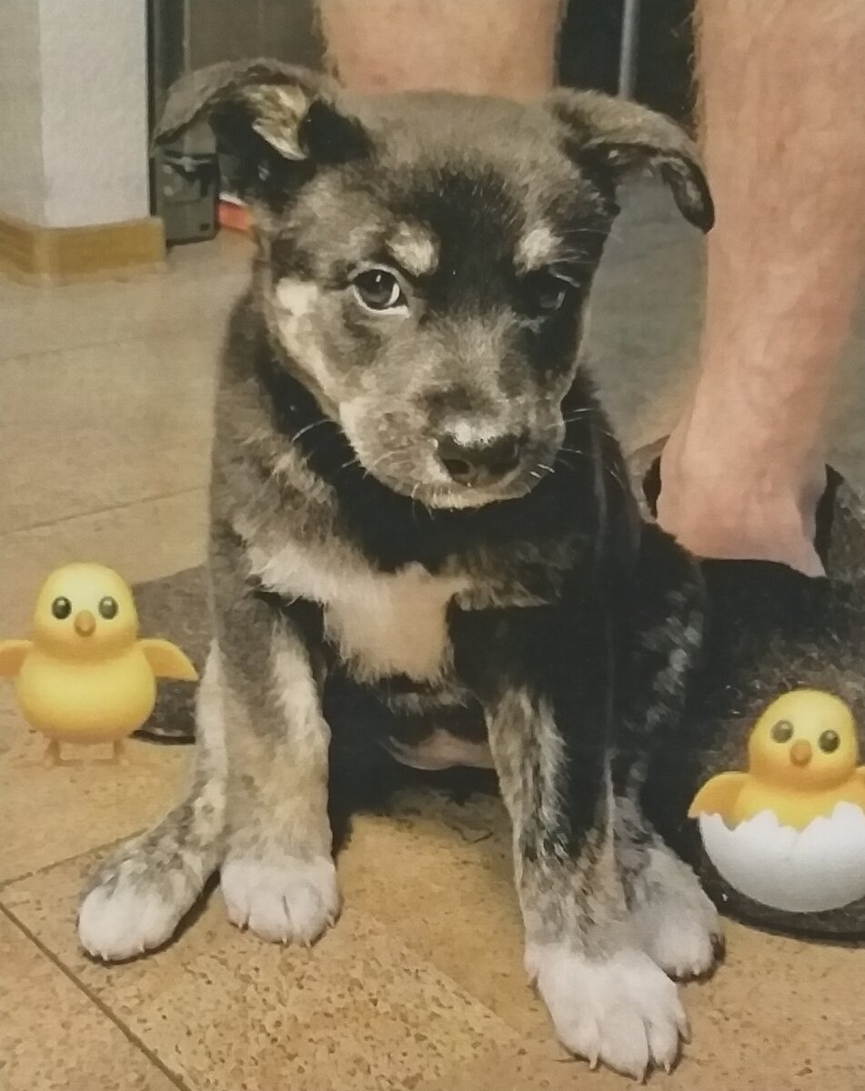 Девочка, 2 мес, 4.5 кг