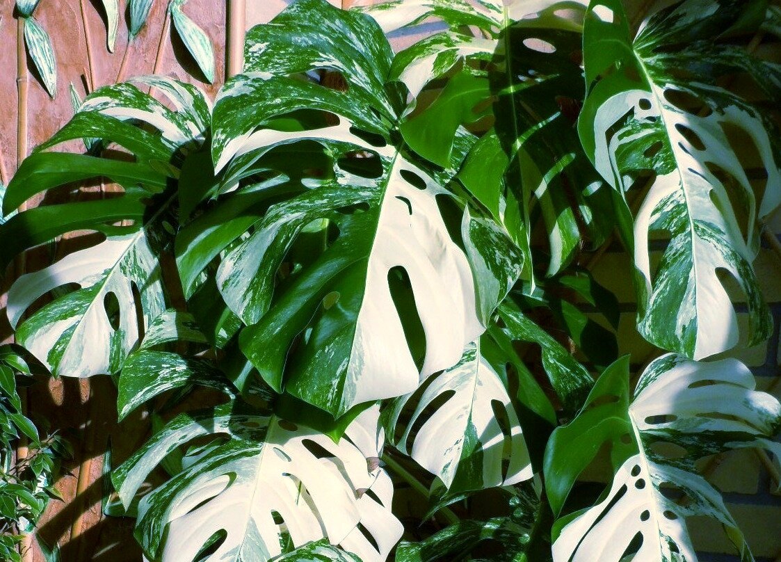 Монстера Альба