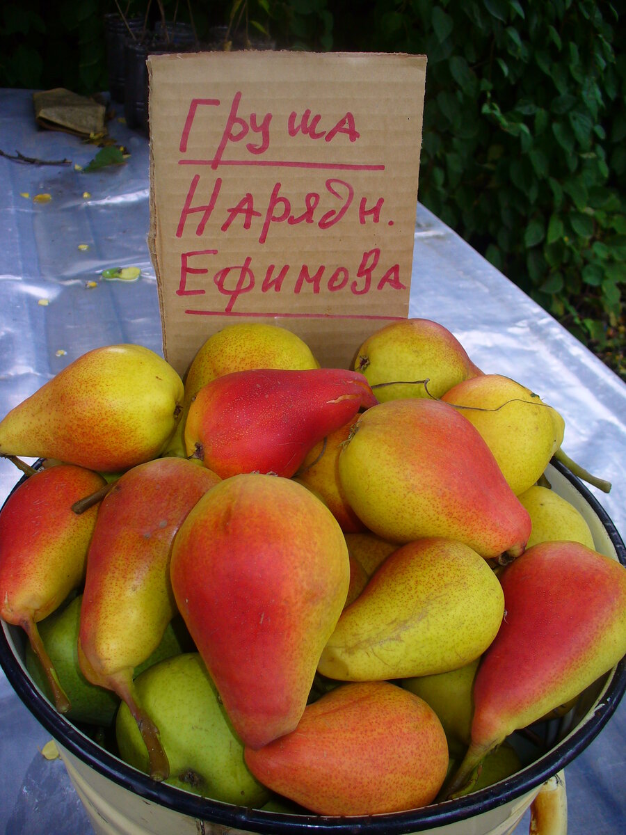 Груша (Pyrus нарядная Ефимова. Сорт груши нарядная Ефимова. Груша обыкновенная нарядная Ефимова. Груша нарядная Ефимова описание. Груша ефимова описание сорта