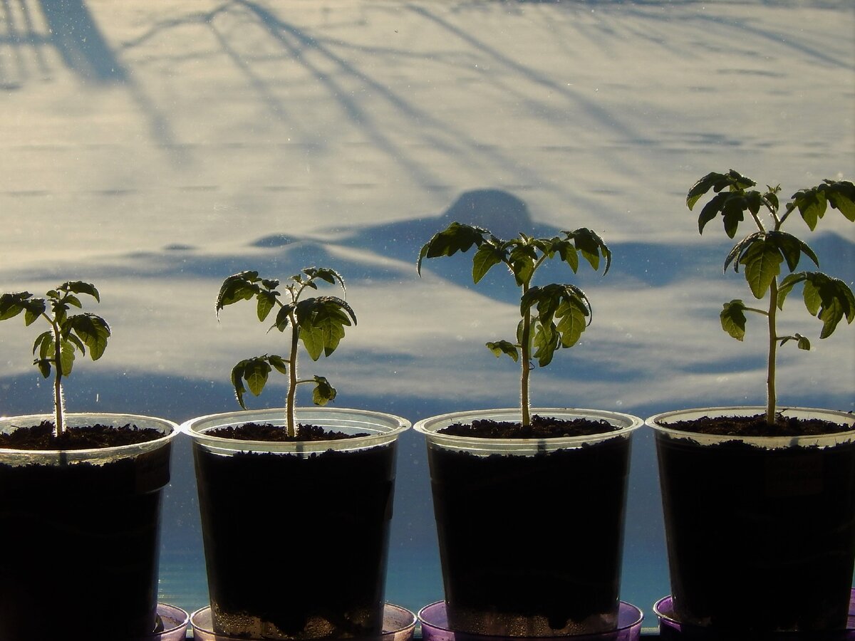 6 февраля, ярко светит солнце. Не верится, но за окном -18!