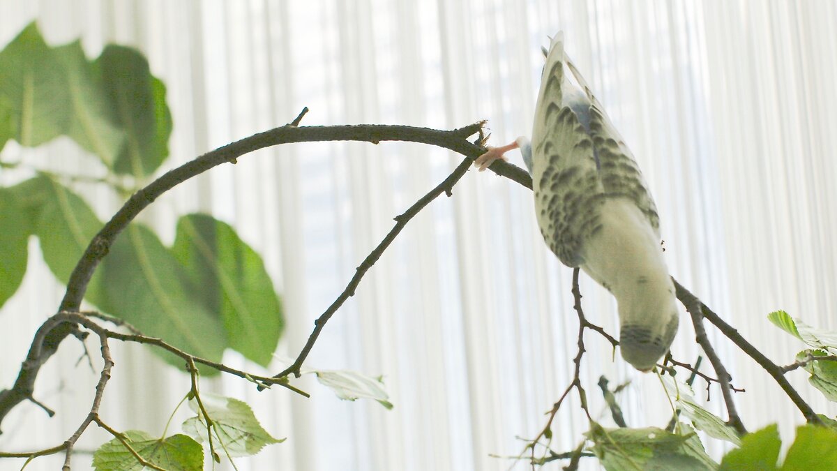 Волнистый попугай грызет ветки липы.