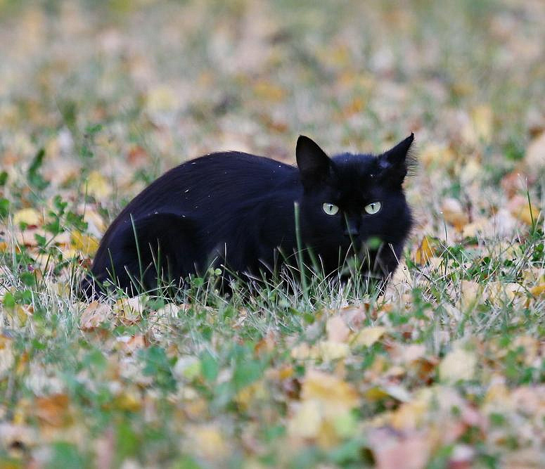 Черный кот
