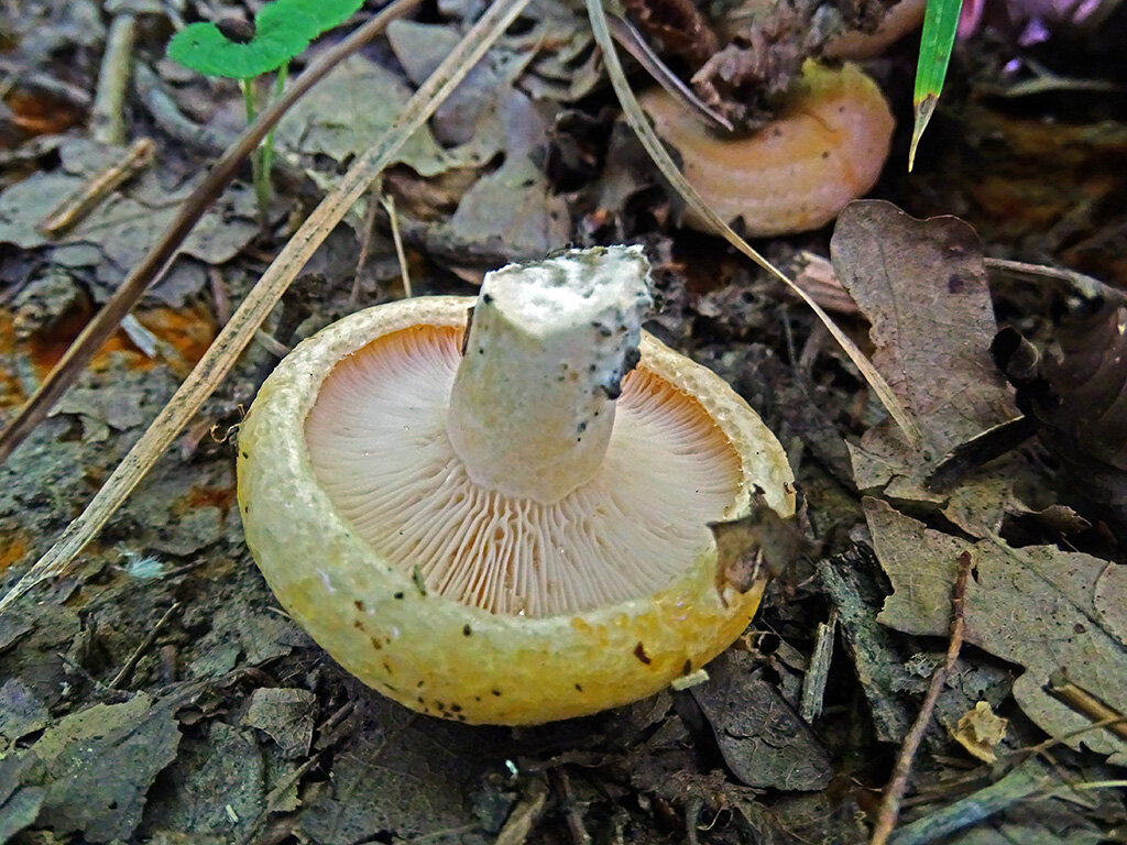 Опушения практически нет (фото пользователя Марго)