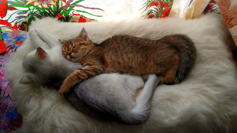Кошки сестрички спят вместе. Фото автора.