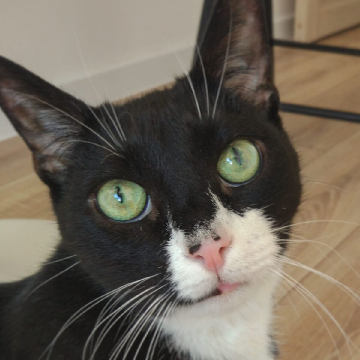 ну и что, что лапки. я могу работать идейным вдохновителем!!!!