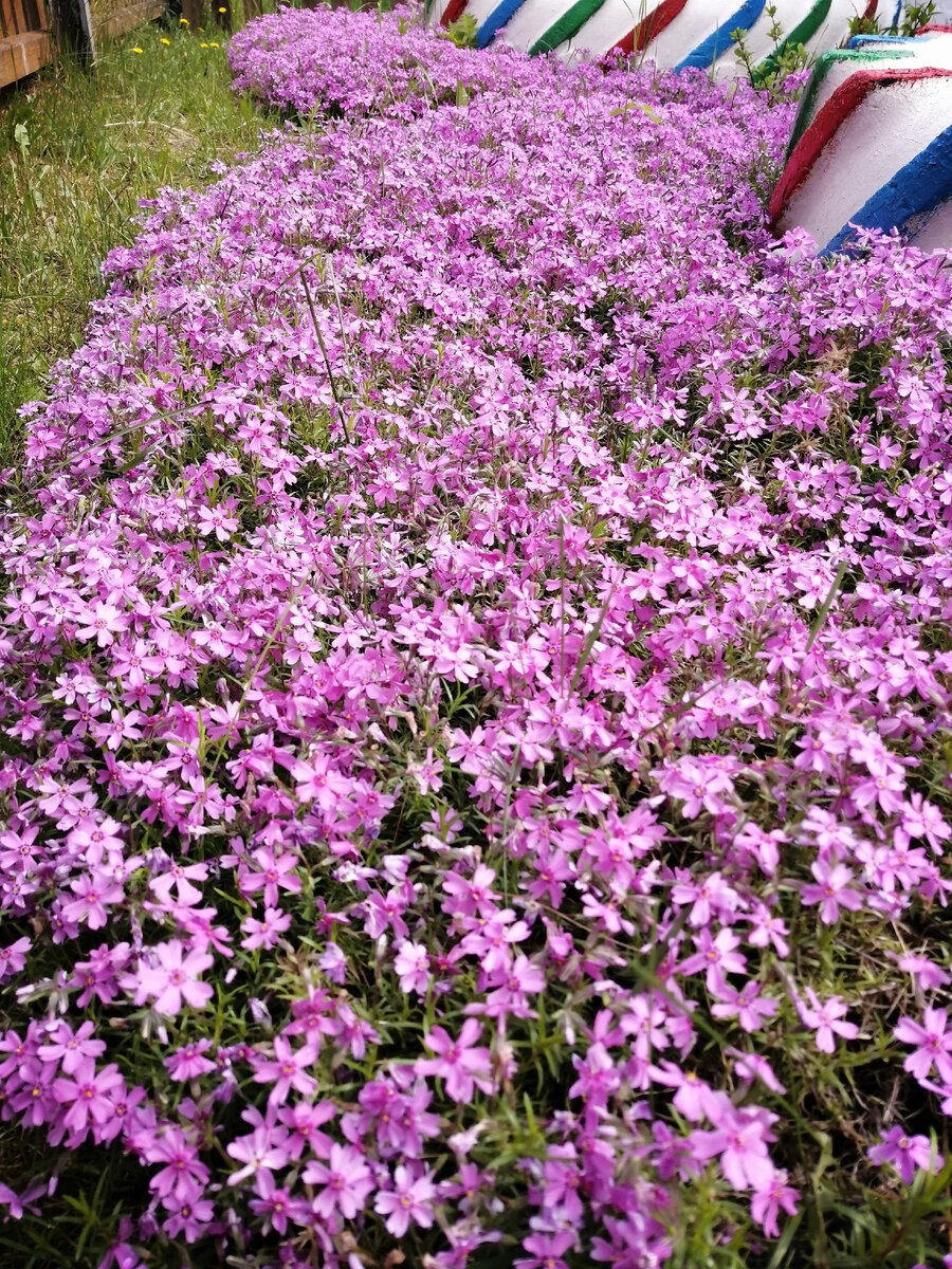 Розовый шиловидный флокс.