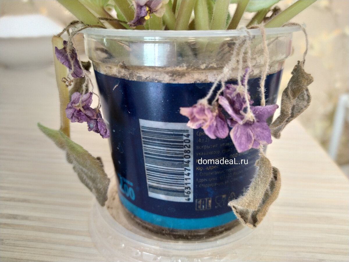 детки фиалок