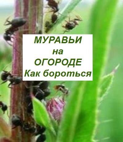 муравьи на огороде