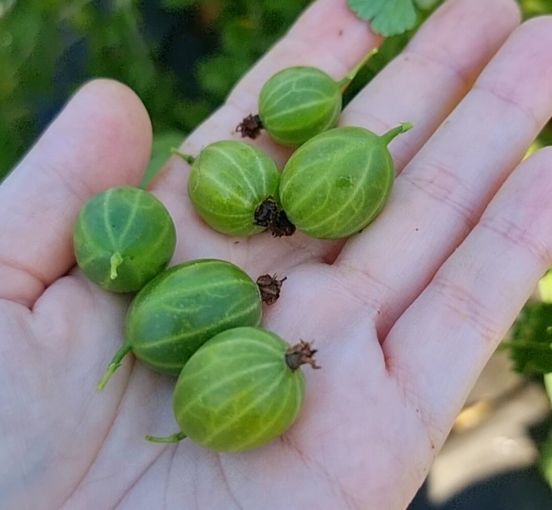 Нашла самый вкусный крыжовник- расскажу как выращиваю | Девушка фермер ...