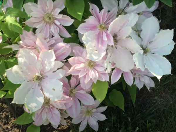 Обязателен полив не реже 1 раза в неделю. Фото автора